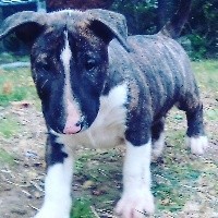 De La Tribu De Malia - Bull Terrier - Portée née le 17/09/2018